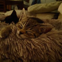 Bazyli, kot do adopcji