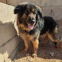 MARTIN (Maria), chien à adopter