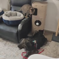 KILUA (Maria), chien à adopter