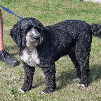 Buddy, dog to adopt