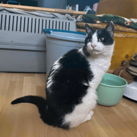 Nora, female cat to adopt