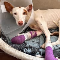 DAMA (Animalea), chienne à adopter