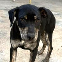 NICO (Maria), chien à adopter