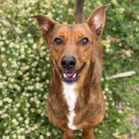 PERRY (Maria), chien à adopter