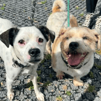 Lenny and Ruby, dog to adopt