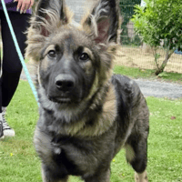 Luna, female dog to adopt