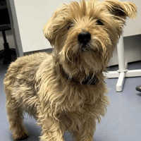 Tiggy, dog to adopt