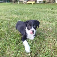 nova, chienne à adopter
