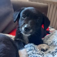 roquette, chien à adopter