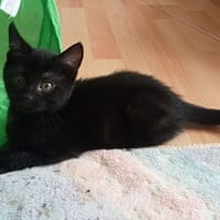 BASTET, chat à adopter