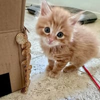 CROQUETTE, chat à adopter