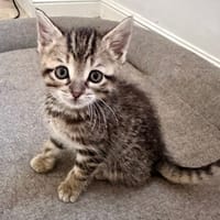 SALLY, chatte à adopter