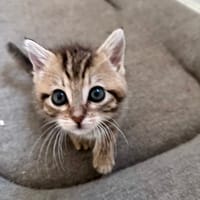 MOZZA, chatte à adopter