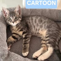 CARTOON A ADOPTER AVEC UN CHAT DEJA PRÉSENT CHEZ VOUS, chat à adopter