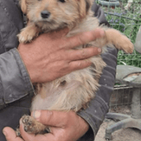Gaëto, chien à adopter