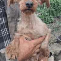 Cyane, chienne à adopter