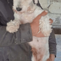 Aqua, chienne à adopter