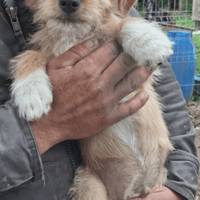 Fonzy, chien à adopter