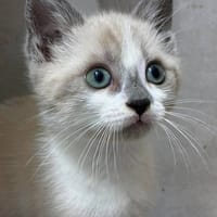 BUDDY, chat à adopter