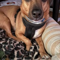 LENNON, perro en adopción