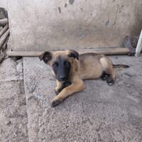 ANDREI, chien à adopter
