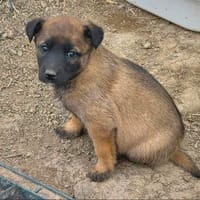 LEIA, chienne à adopter