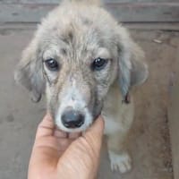 SPARKY, chienne à adopter