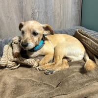 BRUNO, chien à adopter