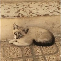 BURTON, chat à adopter