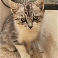 TIM, chat à adopter