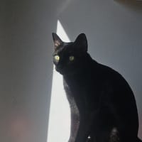COCO, chat à adopter