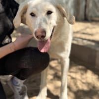 Cuki -Wunderschöne Hündin, Hündin zur Adoption