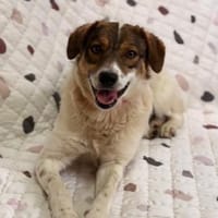 Nala sucht ihr Für immer Zuhause, Hündin zur Adoption