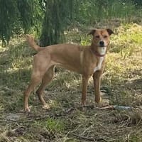 Bezaubernde PARIS sucht Ihre VIPs, Hündin zur Adoption
