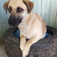 Susi  eine liebe Seele sucht euch, Hündin zur Adoption