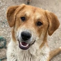 Imilo, geb. ca. 04/2024, 47652 Weeze, Hund zur Adoption