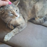 in zarten Tönen hübsche Lili, Katze zur Adoption