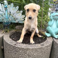 Abby ein kleines Pinschermix Mädchen, Hündin zur Adoption