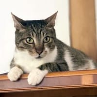 LINDO, sehr zutraulich und verschmust, Kater zur Adoption