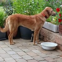 INARI sucht die große Liebe, Hündin zur Adoption