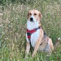 Nanu, Hündin zur Adoption