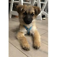 Peppi - wartet in 66346 Püttlingen, Hund zur Adoption