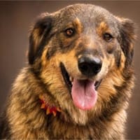 Mia sucht ihr Für-Immer-Zuhause ❤, Hündin zur Adoption