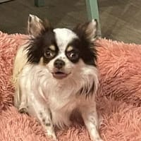 Kenny - wartet in 51063 Köln💕, Hund zur Adoption