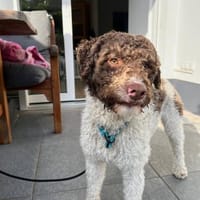 Tobi Lagotto Romagnolo auf Pflegestelle, Hund zur Adoption
