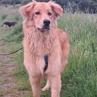 Simba sucht erneut seinen Platz, Hund zur Adoption