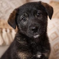 Piet  kleines Herz auf vier Pfoten such, Hund zur Adoption