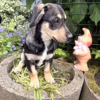 Rory ein Tolles Kerlchen, Hund zur Adoption