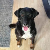 Arwen  manche Begegnungen fühlen ..., Hündin zur Adoption