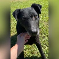 Feiner, älterer, zierliche Rüde Gusti, Hund zur Adoption